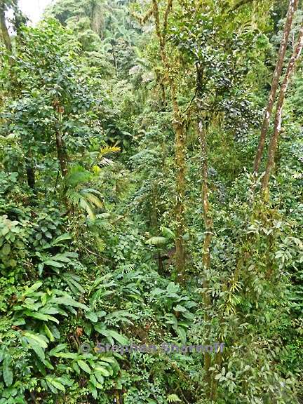 mystico forest 2 graphic